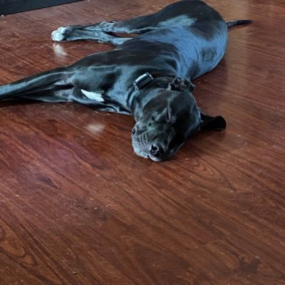 Danika James - Twitter Profile Picture of Danika James (@curlyheadempres) on Twitter