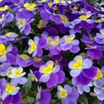 Profile Picture of Randi Kristin Årbogen (@randikristin.arbogen) on Instagram