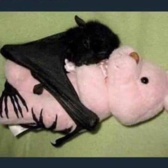 Profile Picture of Kitty Marting (@kittymarting) on Poshmark