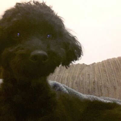 Hilary Nicholson - Twitter Profile Picture of Hilary Nicholson (@piggybank53) on Twitter