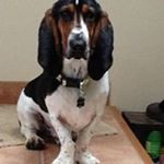 Basil McCallister - Instagram Profile Picture of Basil McCallister (@basilmccallister) on Instagram