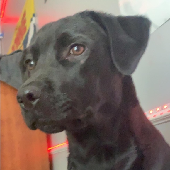 Profile Picture of Emelia Greenlee (@emeliagreenlee) on Poshmark