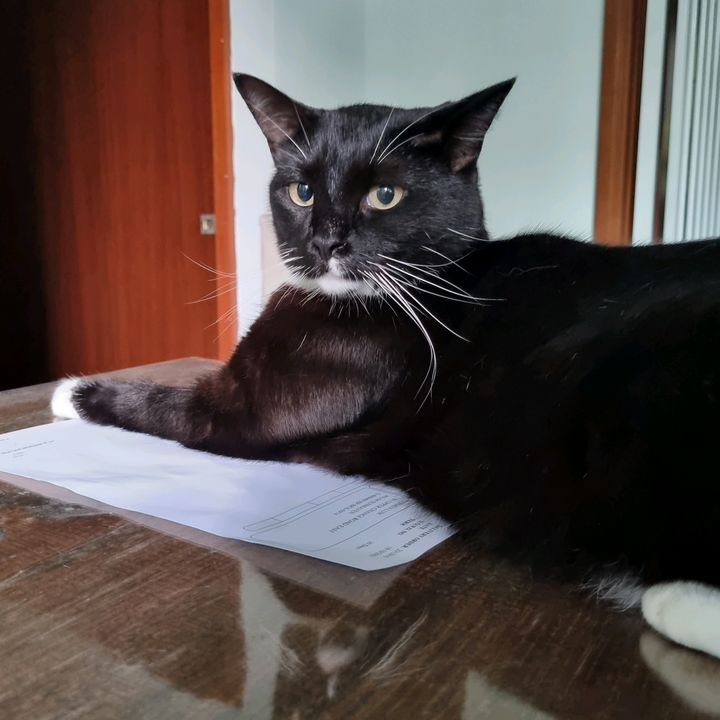 Profile Picture of Sandra Lum (@www.tiktoklovecats2023) on Tiktok
