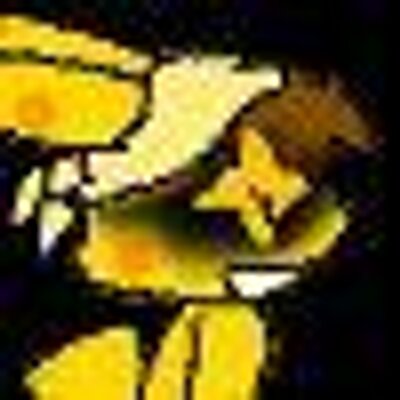 Profile Picture of Josh Shipman (@phoenixcoyotes1) on Twitter