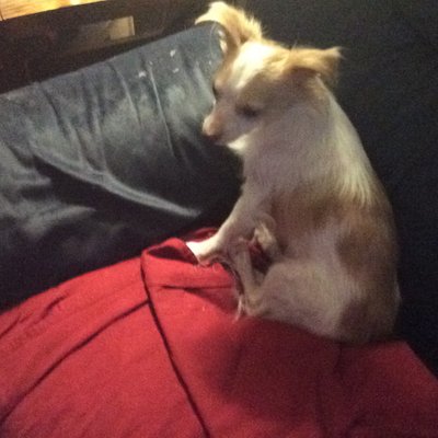 Profile Picture of Patricia Harlow (@PattyHarlow) on Twitter