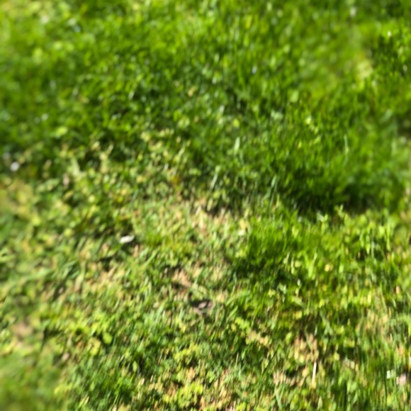 Profile Picture of Danielle Lyttle (@ddog13) on Poshmark