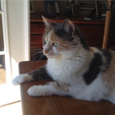 Profile Picture of Ann LaBrecque (@annalog92) on Twitter