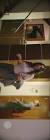 Profile Picture of   spider man 111... (@spiderman.619) on Tiktok