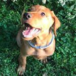 Profile Picture of George Bailey O’Dell (@georgethefoxredlab) on Instagram