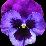 Profile Picture of Moreviolets (@moreviolets) on Flickr
