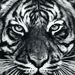 Profile Picture of Scott Benfield (@scottbenfield) on Pinterest