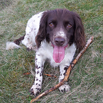 Profile Picture of Mark Bentley (@spaniel.bentley) on Flickr