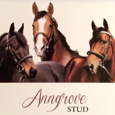 Profile Picture of Anngrove Stud (@AnngroveStud) on Twitter