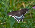 Papilio troilus - Wikipedia Profile Picture of Papilio troiluson Wikipedia