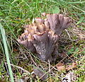 Profile Picture of Gomphus clavatuson Wikipedia