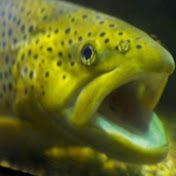 Profile Picture of Sheri Manos (@sherimanos3285) on Youtube