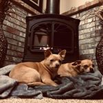 Virginia  Nieland Vogt - Instagram Profile Picture of Virginia  Nieland Vogt (@virginianieland) on Instagram