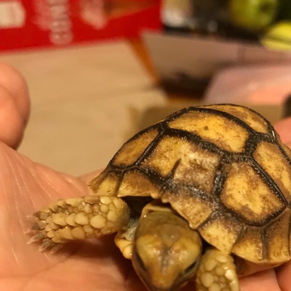 Profile Picture of Ada Olivares (@rosyfer1992) on Poshmark