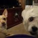 Profile Picture of Shelly Staggs (@purplebarber) on Pinterest