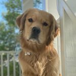 Profile Picture of David Schoen (@deschoen) on Instagram