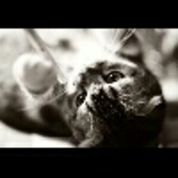 Profile Picture of Alice Lee (@aliicepalace) on Poshmark