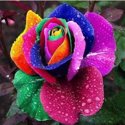 Profile Picture of Pam Burch (@ladypamela1962) on Twitter