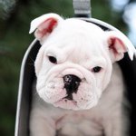 William 黄伟良 - Instagram Profile Picture of William 黄伟良 (@williamng85) on Instagram