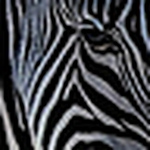 Profile Picture of martin gonzalez (@minigarras) on Flickr