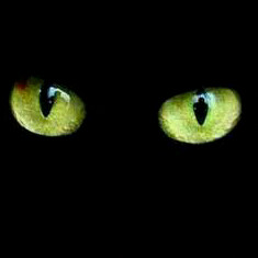 Profile Picture of Samuel Mancilla (@mancilla_samuel) on Twitter