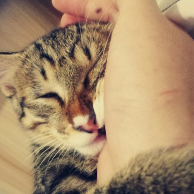 Profile Picture of LingBai (@LingBai05618902) on Twitter