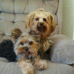 Profile Picture of Dawn McKay (@dingdawn62) on Instagram