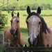 Profile Picture of Boo Williams (@boppityboo105) on Pinterest