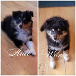 Profile Picture of Ariel_Wilma.sheltielove (@ariel_wilma.sheltielove) on Instagram