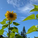 Profile Picture of Steven Linde (@stevenlind95) on Instagram