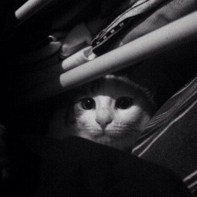 Profile Picture of Tara Monroe Kennedy (@TMonroeKennedy) on Twitter