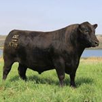 Profile Picture of Jennifer Wright-Rathbun (@rathbun_angus_ranch) on Instagram