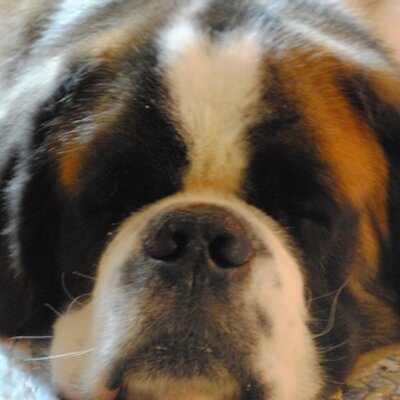 Profile Picture of St. Bernard & Sphynx (@stbernardsphynx) on Twitter