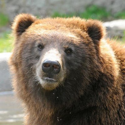 Profile Picture of Chris Lansing (@cslansing) on Twitter