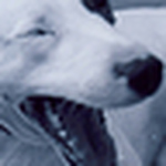 Profile Picture of Pfleiderer (@pfleiderer) on Flickr