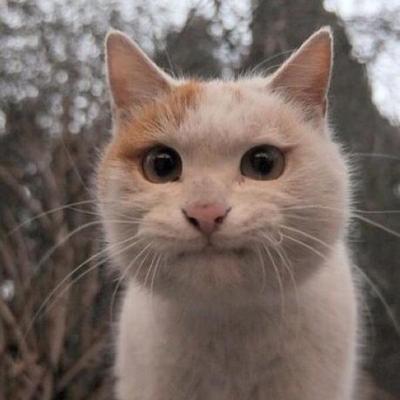 Profile Picture of Brandon Randall (@BRrandallGB) on Twitter