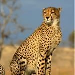 Profile Picture of wildsavannah safaris (@wild_savannah_safaris) on Instagram