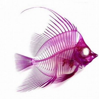 Profile Picture of Jason Kindle (@goosey_guzzler) on Twitter