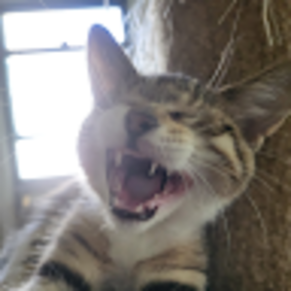 Profile Picture of Megan Loechler (@mloechler33) on Poshmark