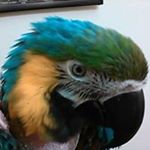 Profile Picture of nancy zabelicky (@gooseka3) on Instagram