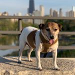 Profile Picture of Jack Russell🐾 Ringo P. Aleman (@ringoaleman) on Instagram