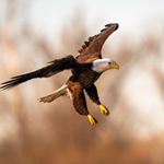 Profile Picture of Brad Hurst (@nikon_shooter88) on Instagram