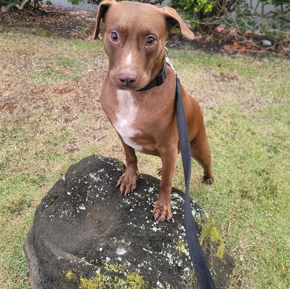 Profile Picture of Joshua Black (@shakabraddah) on Poshmark