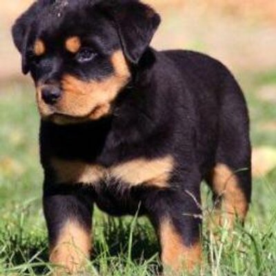 Profile Picture of Alejandro Mendez (@CornelSam14) on Twitter