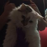 Profile Picture of Lily Mazukelli (@lily_mazukelli) on Instagram