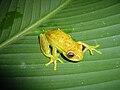 Profile Photo of Polka-dot tree frogon Wikipedia